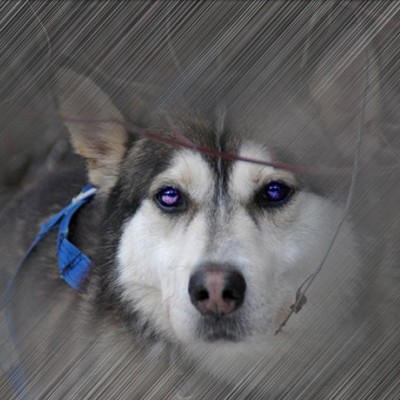 Фотоарт: Собака